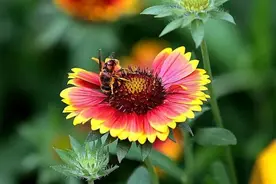 妈妈去世后，小姨成了我和妹妹最亲的人，结婚时我喊妈，小姨哭了图片