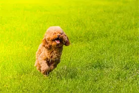 那些年，萌过你的汪星人图片