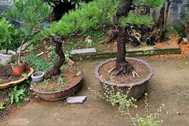 松树下山桩成活率低，上盆前注意做好这几个关键点，养活很简单图片