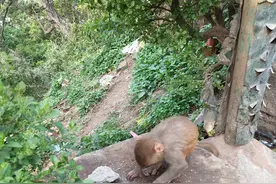 斯瓦扬布纳寺（著名的猴庙）图片
