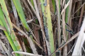 双季晚稻后期防好稻飞虱、卷叶虫、钻心虫等，警惕暴发成灾图片