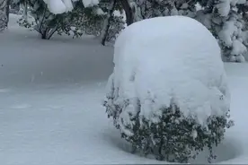 百年未遇！袭击东北的这场特大暴风雪，到底极端到了什么程度图片