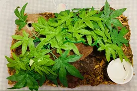 蛇苗不开食 难道只能填？​且慢图片