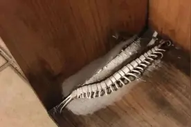 在南方大蜈蚣面前，南方大蟑螂简直不堪一提图片