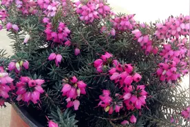 这5种花，居然在冬天的雪地里都能开花图片