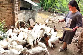 山妹子养鸡鹅月赚万元，半年瘦身20斤手脚啄个稀巴烂，受啥苦和累图片