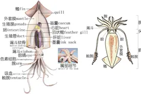 明了海鲜｜乌贼、墨鱼、鱿鱼、章鱼都有什么不同（中）图片