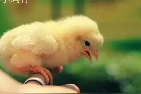 为什么不能给小鸡洗澡图片