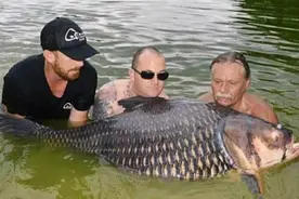 为啥温和的亚洲鲤鱼，到了美国就称霸江湖，物种入侵有多可怕？图片