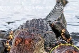 全世界最“沙雕”，自己把自己坑死的动物，没灭绝简直就一个奇迹图片