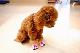 这6种情况下，泰迪犬都需要喂食“益生菌”，你别忽视了图片