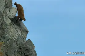 北极海象接二连三跳崖自杀，海象为什么要跳崖？活着多好图片