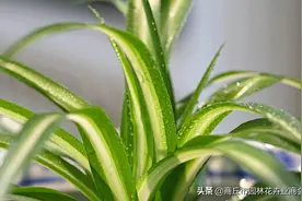 告诉你吊兰养根的小秘密图片