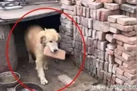 女儿把金毛送回老家，过几天父亲打来电话：还有狗吗？再来几只图片