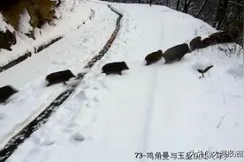 洛阳：海拔1800米高山上现野猪群，“一家十三口”雪地撒欢图片