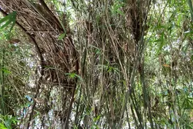 天生伪装大师：一条蟒蛇完美地隐藏在树枝之间，你能发现它吗？图片