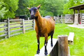 努比亚黑山羊的3个优点和4个缺点图片