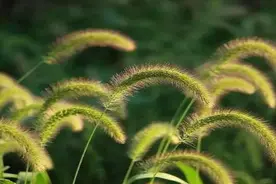 出现这些症状，警惕肺癌发生，尽快医院检查图片
