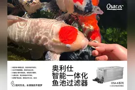 庭院鱼池水清鱼靓的秘密，选对过滤系统功不可没图片
