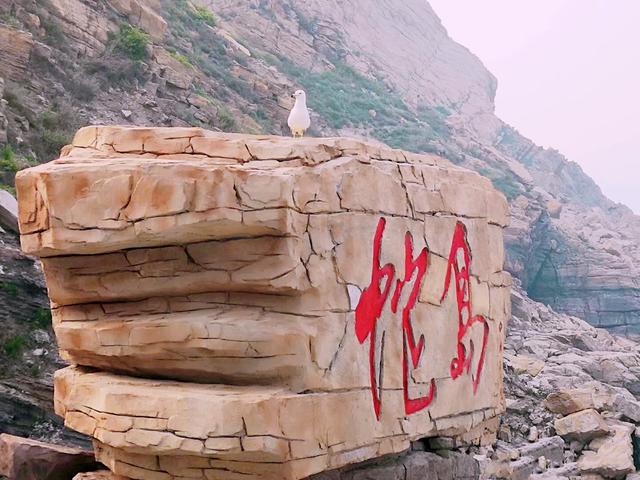 大连附近有座"蛇岛",岛上数万条毒蛇,怕水的它们哪来的?