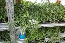绞股蓝不仅可以泡水喝还可以当绿植来种哦图片