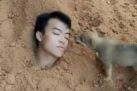 农村小伙测试土狗的忠诚把自己埋进土里，几分钟后就感动落泪图片
