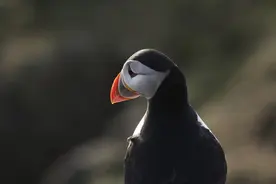 现在的企鹅都是赝品？这才是最初叫企鹅的动物，可惜因人类而灭绝图片