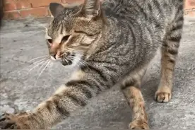 养的狸花猫专捉野兔，吃掉兔头后将兔肉送给主人：凭实力养活自己图片