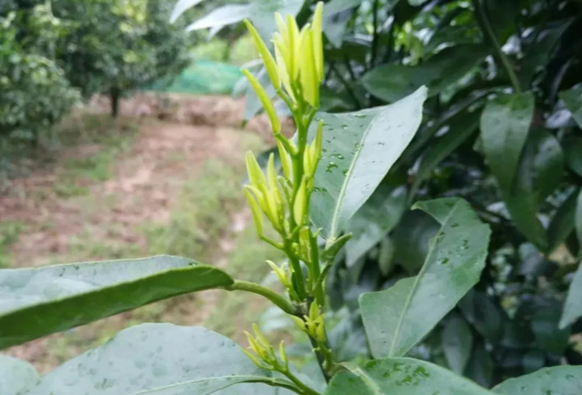 叶面肥也会有“隐性危害”，柑橘上如何科学使用叶面肥？