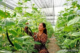 茄子、黄瓜、辣椒为啥总长弯？我常用三个方法，结果顺直还高产图片