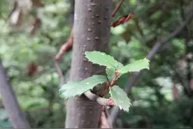 秦岭铁匠木到底是什么？图片