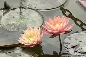 夏日炎炎，荷叶田田，跟着诗词一起来“云赏荷”图片