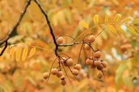 鲁迅的百草园里种的“皂荚”，它不是皂荚啊图片