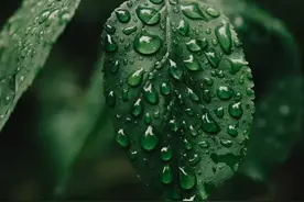 科学芳疗 | 芳疗师必备知识点：了解「植物的构造与新陈代谢」图片