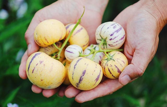 人参果什么味道（这水果因西游记而走红）