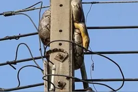 电线杆上的蛇为啥不敢下来？四天了还困上面，雄黄酒成了它的禁忌图片