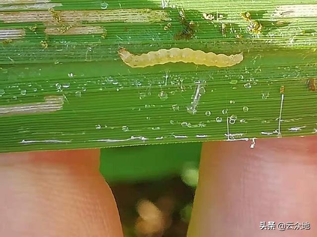 再生稻头季高产管理：穗期灌深水、叶面喷肥防高温，防好病虫害