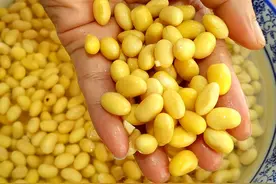 打豆浆：“湿豆”和“干豆”哪个好？牢记这3点，豆浆浓香特好喝图片