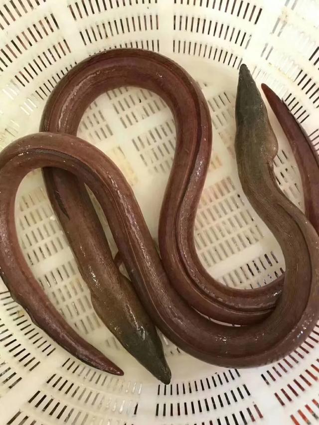 土龙和鳗鱼的区别 土龙和鳗鱼的区别在哪里 土龙和鳗鱼的区别 土龙和鳗鱼的区别在哪里