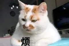 喵星人表情包 | 可可爱爱，没有脑袋图片