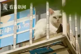 这家人把上海的房子留给66只猫住，自己搬走了！邻居：我们太难了图片