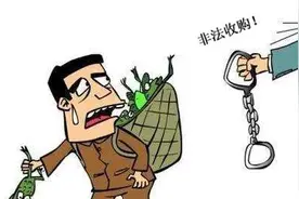 非法收购珍贵、濒危野生动物制品，获刑！图片