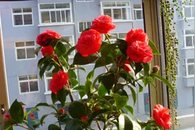 大数据显示：刚开始接触养花，50%以上都养不好，原因不是花难养图片