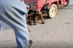 河南：吓得往车底钻的狗狗，还是450上了狗肉车，狗贩：这狗毁了图片
