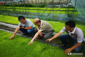 省级特派员洪万生到巨峰蔬菜基地指导芹菜育苗工作图片