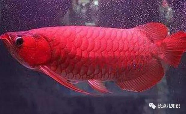 世界十大最贵的鱼 2025年世界十大最贵的鱼翅 世界十大最贵的鱼 2025年世界十大最贵的鱼翅