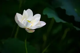 夫妻缘分已尽，是命中注定的图片
