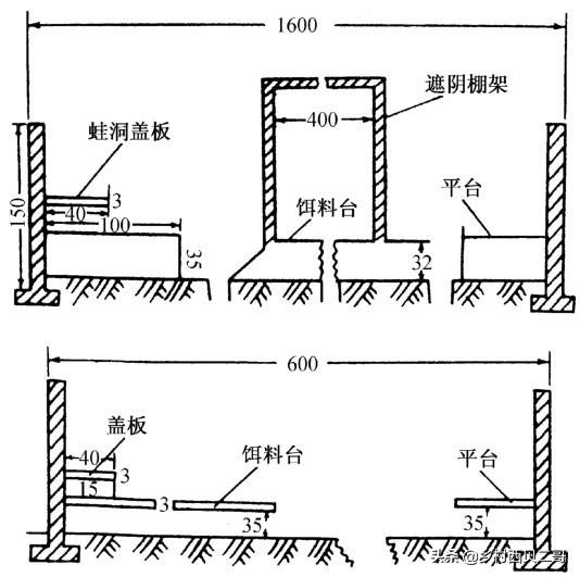 牛蛙的人工高效养殖技术