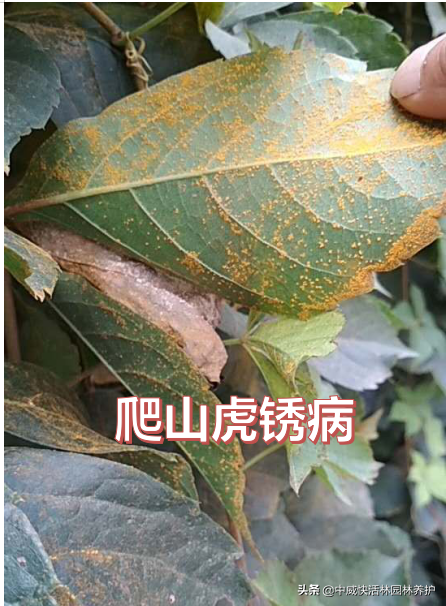 锈病的发生与防治，这些问题点您都知道了吗？