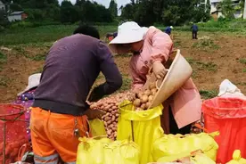 为民办实事丨良好信用“贷”动风筝山村民走上致富路图片